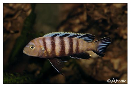 http://atomescichlids.chez-alice.fr/images/cyno-lion1.jpg