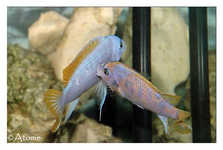 http://atomescichlids.chez-alice.fr/images/fight-mbenjii.jpg