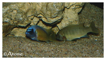 http://atomescichlids.chez-alice.fr/images/katale-repro.jpg